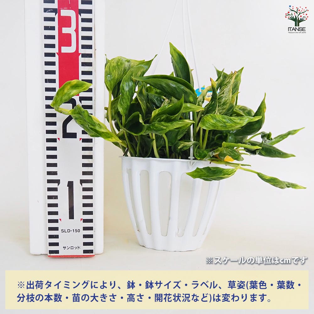 ポトス　テルノプレシャス 観葉植物 ポトス テルノ No.012 バンピー 5号鉢 吊り鉢 吊り下げ