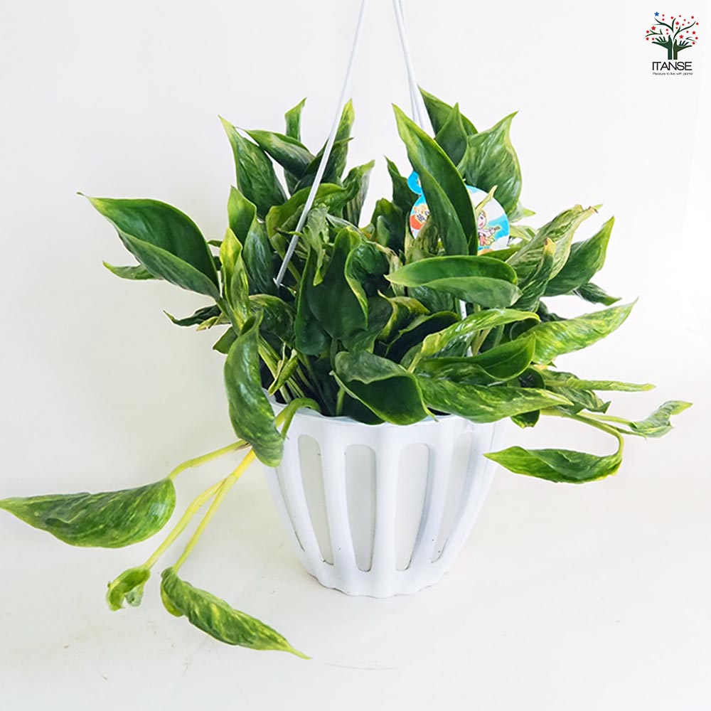 ポトス テルノサンシャイン 吊鉢【観葉植物 5号／1個売り】｜ 【植物の