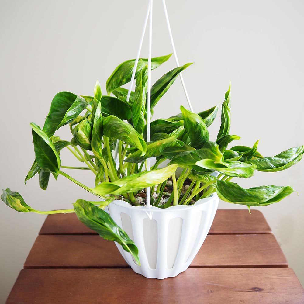 ポトス テルノサンシャイン 吊鉢【観葉植物 5号／1個売り