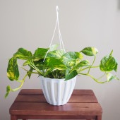 ポトス テルノバンピー 吊鉢【観葉植物 5号／1個売り】|観葉植物