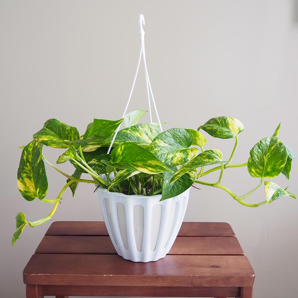 ポトス テルノバンピー 吊鉢【観葉植物 5号／1個売り】｜ 【植物の