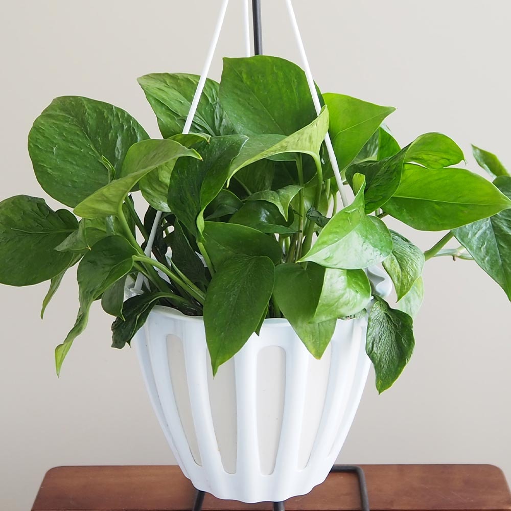 ポトス テルノリンダ 吊鉢【観葉植物 5号／1個売り】