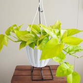 ポトス テルノワカクサ 吊鉢【観葉植物 5号／1個売り】|観葉植物