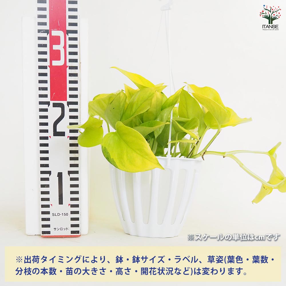 ポトス テルノワカクサ 吊鉢【観葉植物 5号／1個売り】｜ 【植物