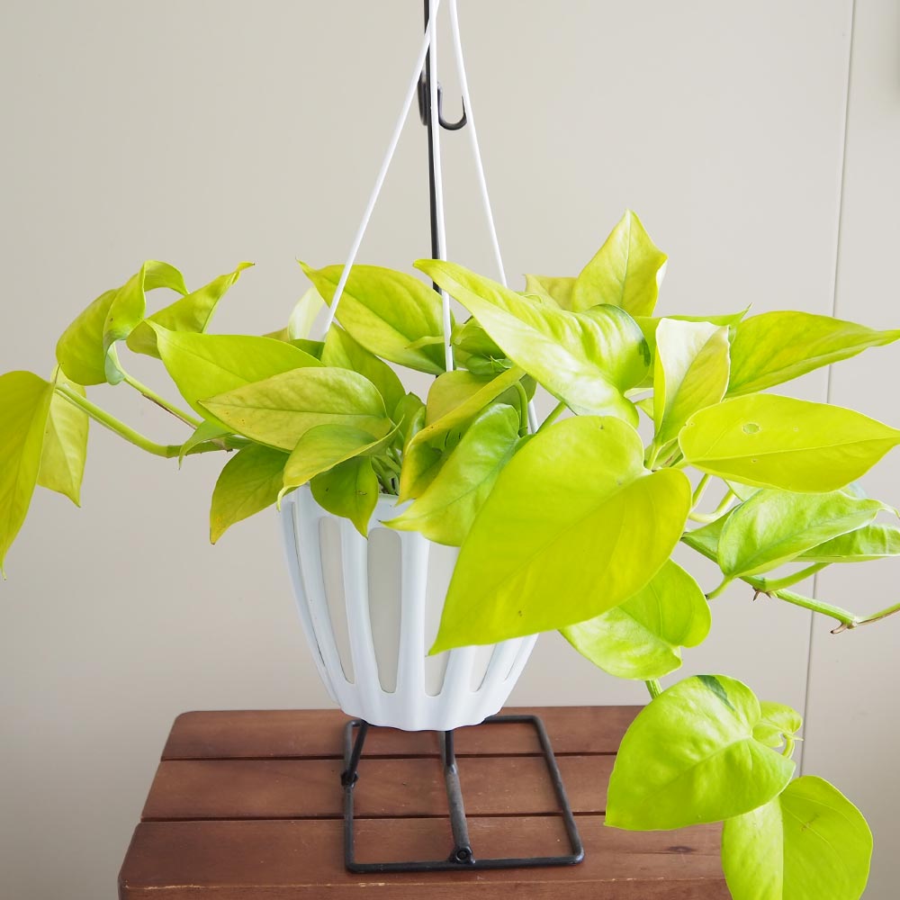 ポトス テルノワカクサ 吊鉢【観葉植物 5号／1個売り】｜ 【植物の