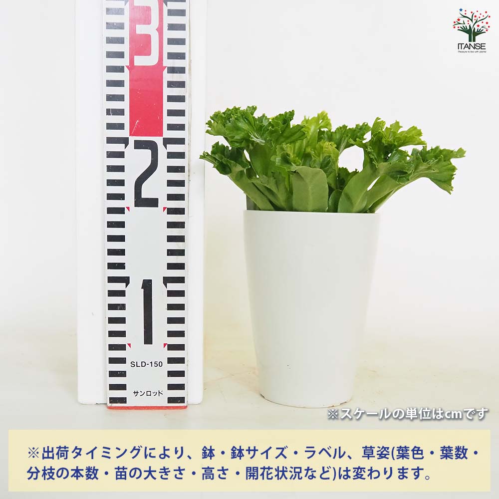 観葉植物 つやつや新芽を続々展開中? オオタニワタリ アスプレニウム 4号 観葉