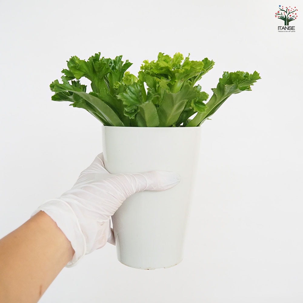 アスプレニウム レズリー 【観葉植物 4号】｜ 【植物のITANSE