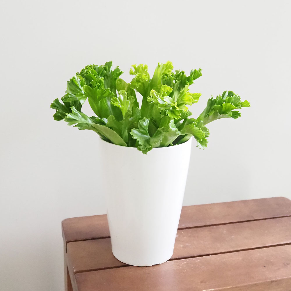 アスプレニウム レズリー 【観葉植物 4号】