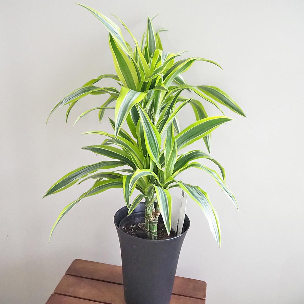 ドラセナ レモンライム 【観葉植物 6号／1個売り】