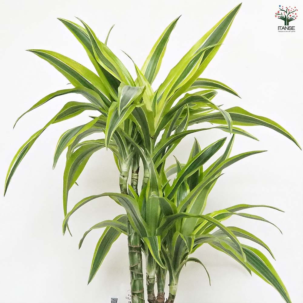 ドラセナ レモンライム 【観葉植物 6号／1個売り】｜ 【植物の