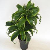 ドラセナ ドラド 【観葉植物 6号／1個売り】|観葉植物