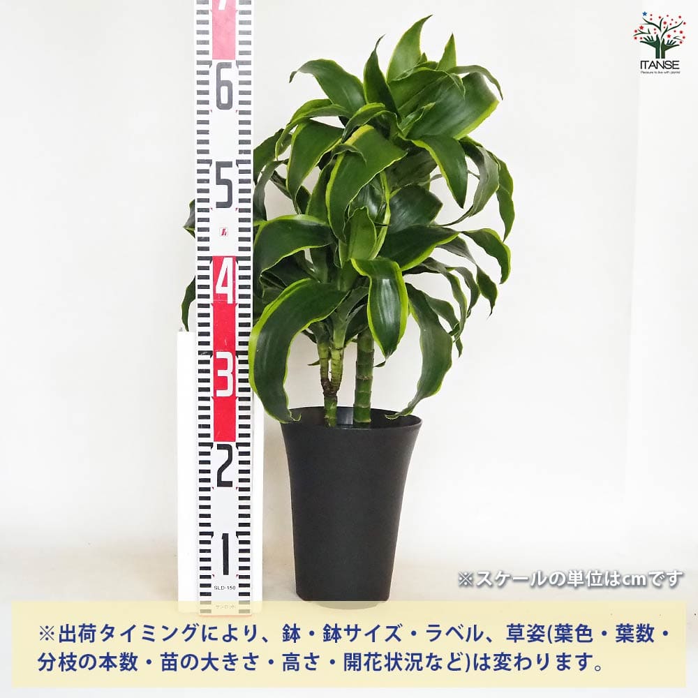 ドラセナ ドラド 【観葉植物 6号／1個売り】｜ 【植物のITANSE