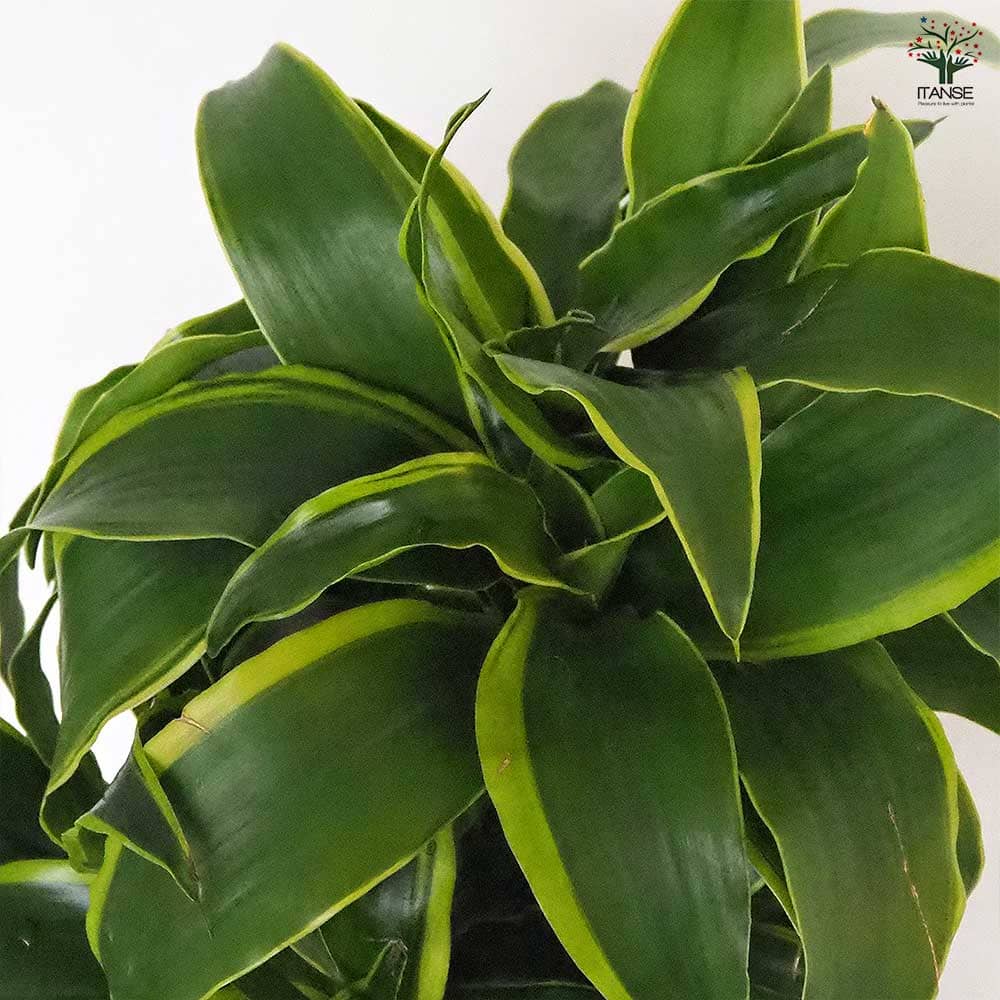 ドラセナ ドラド 【観葉植物 6号／1個売り】｜ 【植物のITANSE