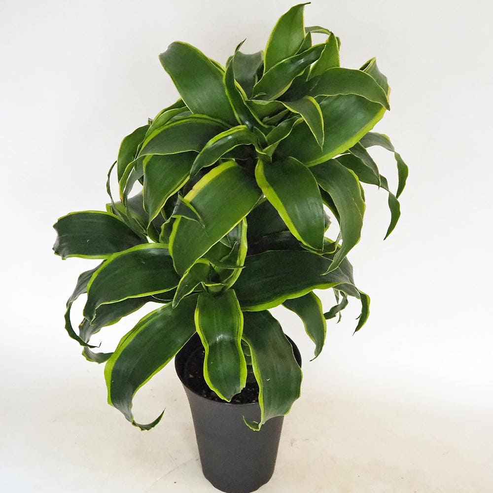 ドラセナ ドラド 【観葉植物 6号／1個売り】