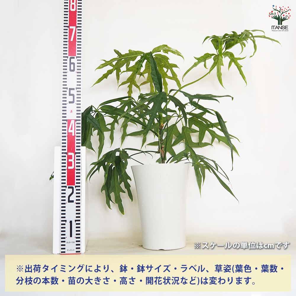 シェフレラ　ノバ 配達エリア限定] シェフレラ ノヴァ BK - TRANSHIP