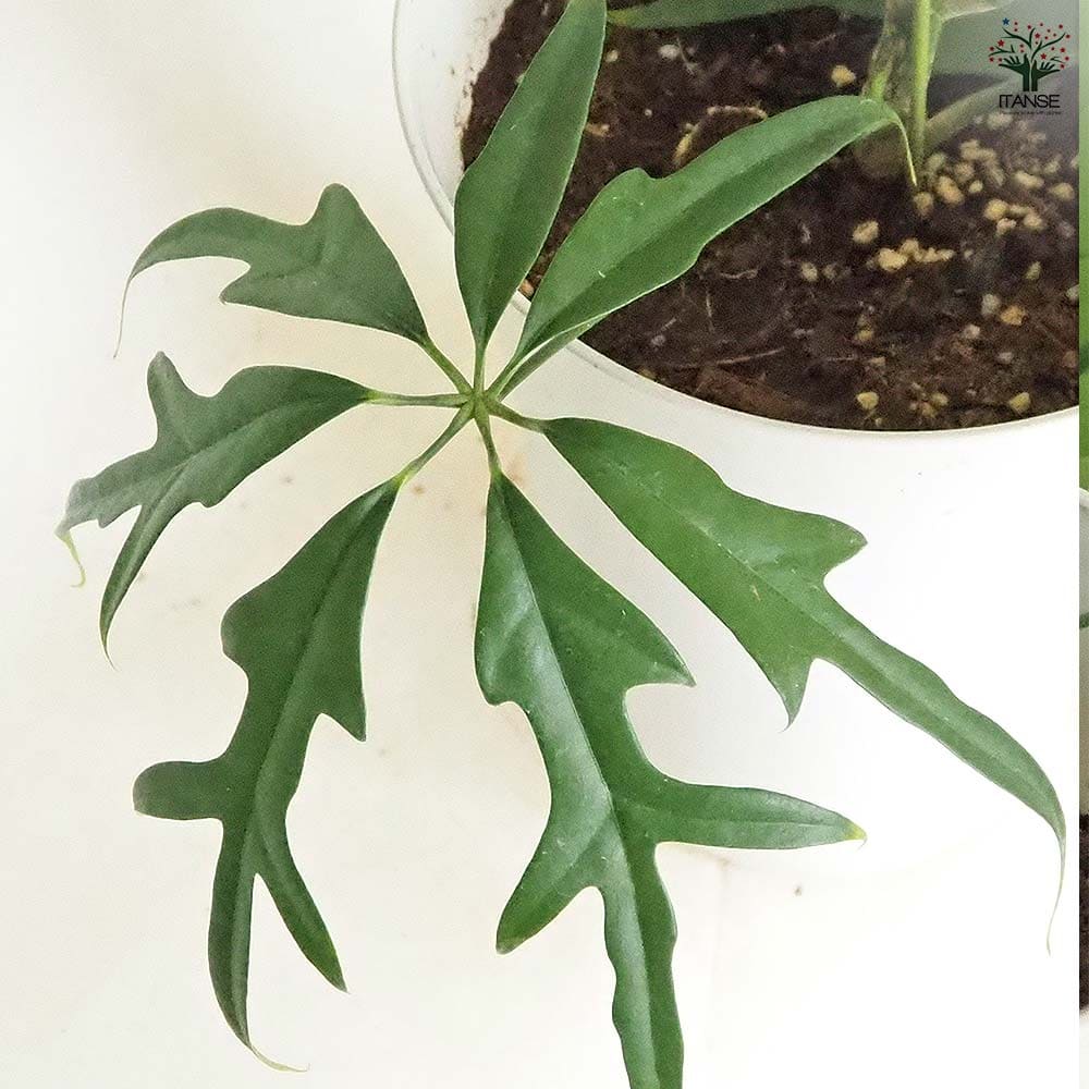希少❗️美株❗️シェフレラ　ノバ✨ シェフレラ ノバ 【観葉植物 7号／1個売り】｜ 【植物のITANSE