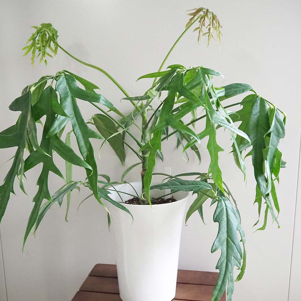 シェフレラ　ノバ シェフレラ ノバ 【観葉植物 7号／1個売り】｜ 【植物の