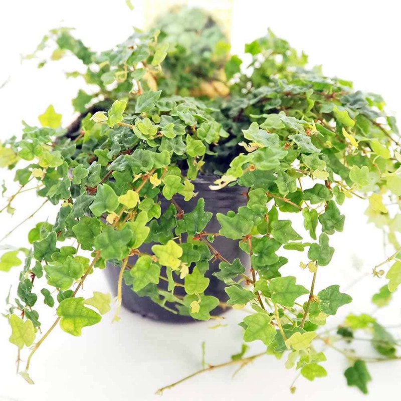 プミラ　苗　月光　フィカス 模様入り　宿根草 多年草　観葉植物 斑入り】 フィカス プミラ 『月夜の光』 3寸POT