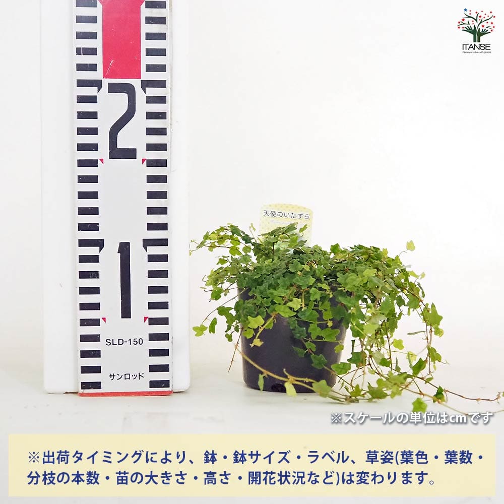 フィカス プミラ 天使のいたずら 【観葉植物 3号】｜ 【植物の