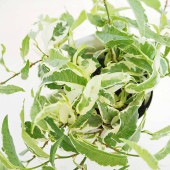 フィカス サギッタタ バリエガータ 【観葉植物 3号】|観葉植物