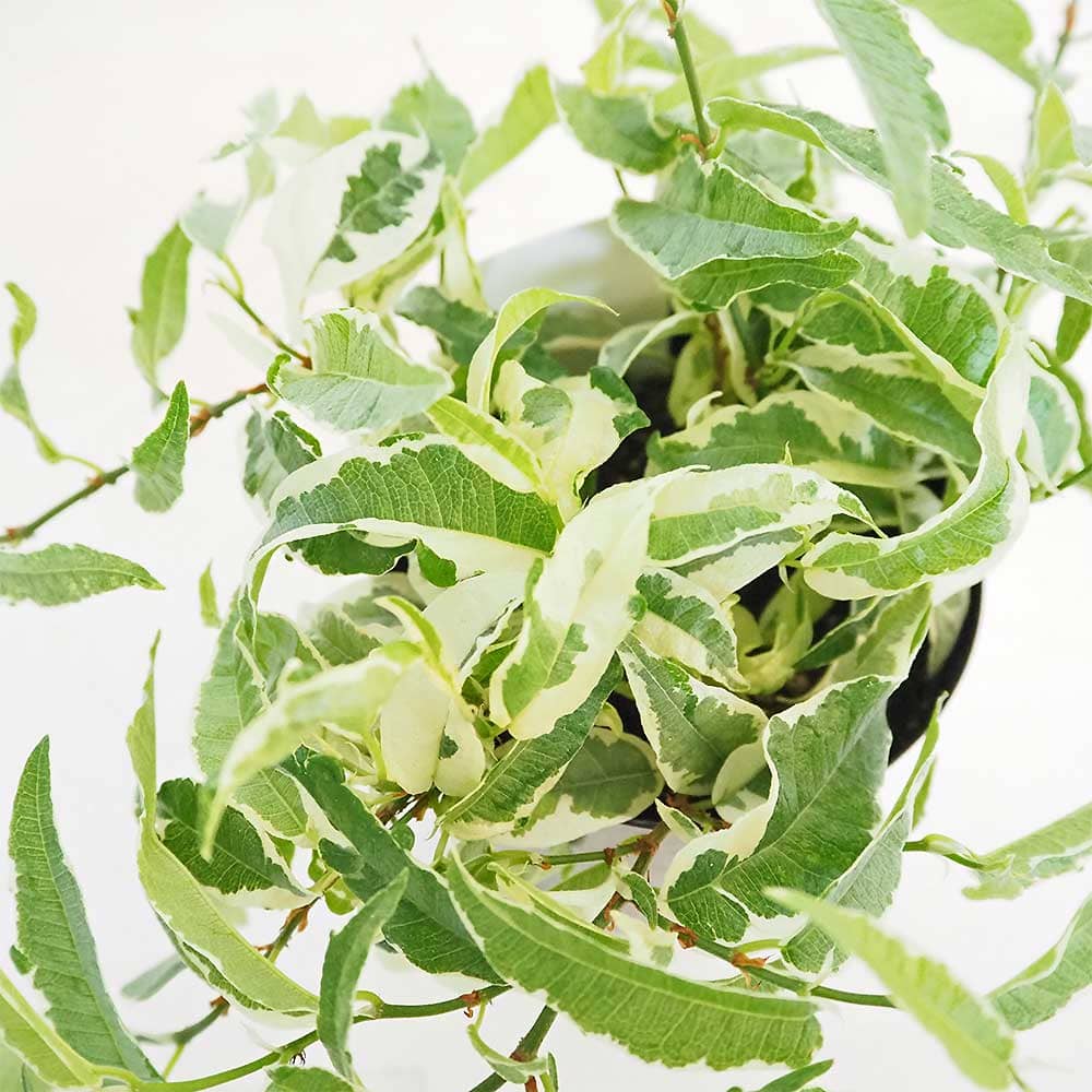 フィカス サギッタタ バリエガータ 【観葉植物 3号】