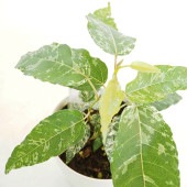 フィカス アスペラ 【観葉植物 4号】|観葉植物