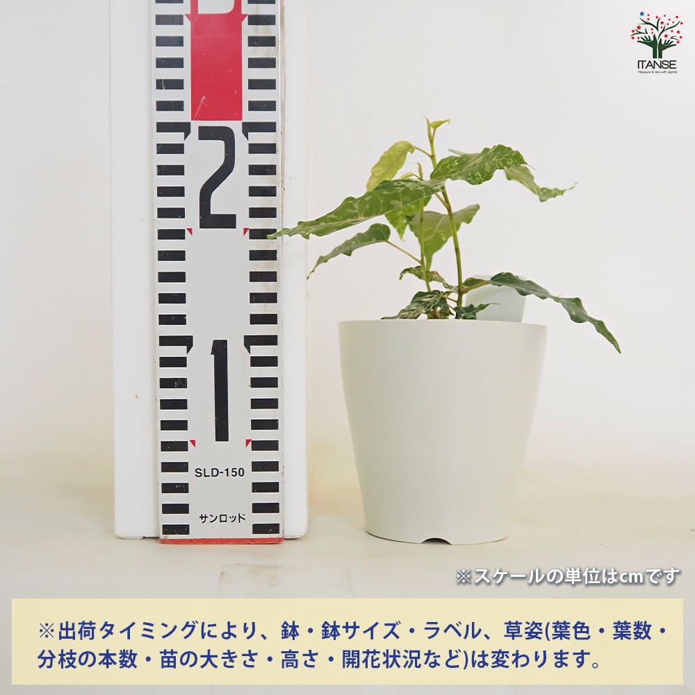 フィカス アスペラ 【観葉植物 4号】｜ 【植物のITANSE】全品
