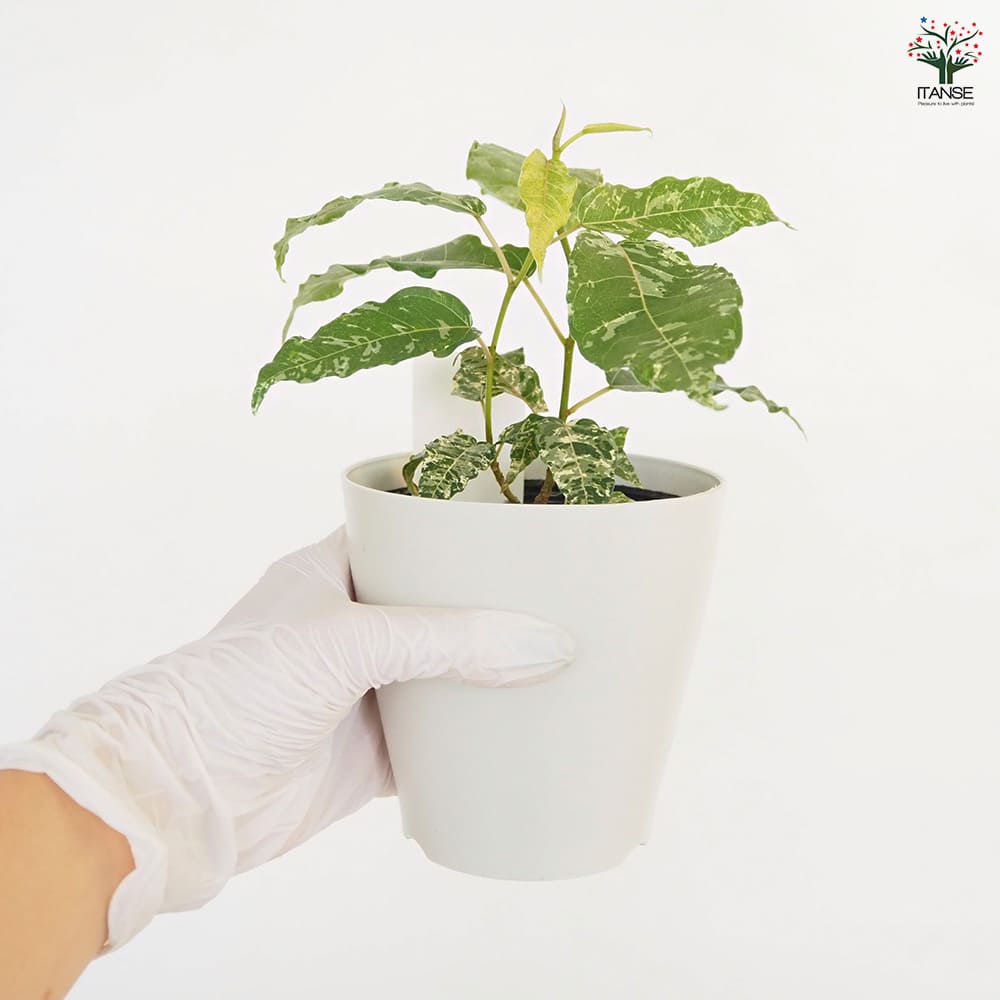 フィカス アスペラ 【観葉植物 4号】｜ 【植物のITANSE】全品