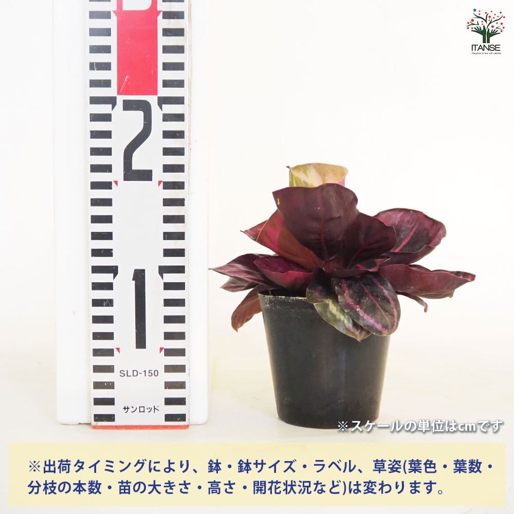 カラテア レッドモジョ 【観葉植物 3号】｜ 【植物のITANSE