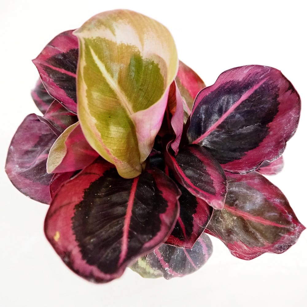 カラテア レッドモジョ 【観葉植物 3号】