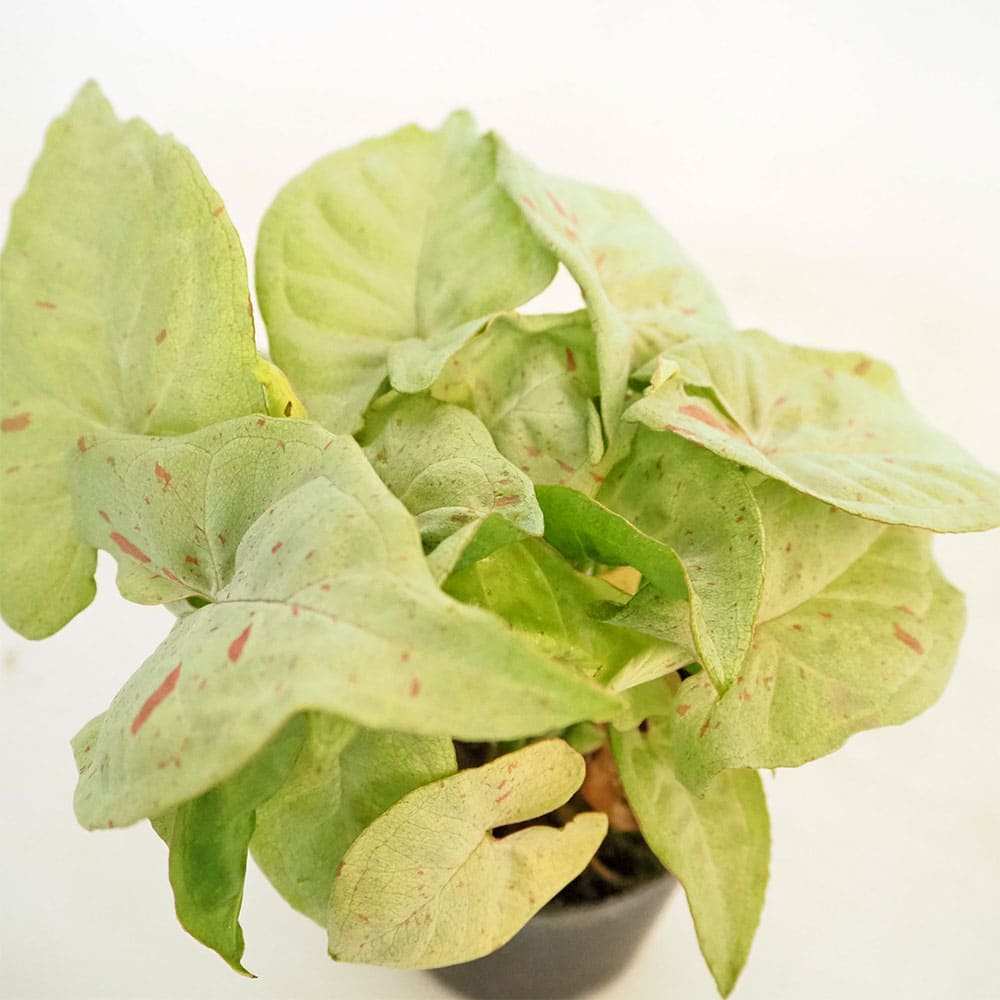 シンゴニューム(シンゴニウム) ミルクコンフェッティ 【観葉植物 3号】