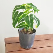 シンゴニューム(シンゴニウム) ブラックベルベット 【観葉植物 3号】|観葉植物