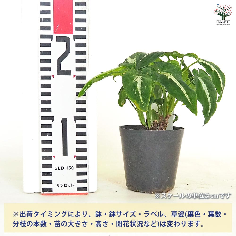 シンゴニューム(シンゴニウム) ブラックベルベット 【観葉植物 3号