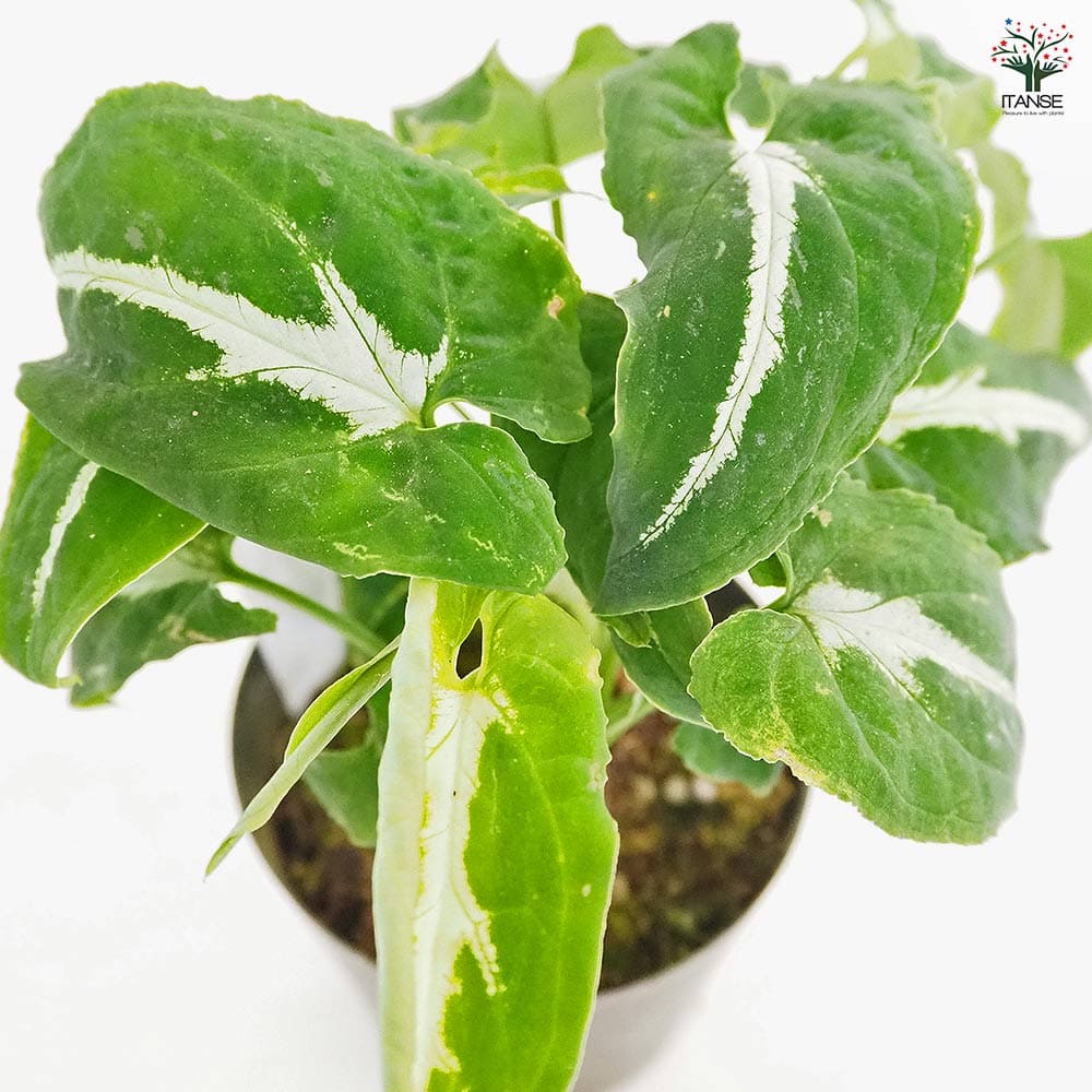 シンゴニューム(シンゴニウム) ブラックベルベット 【観葉植物 3号