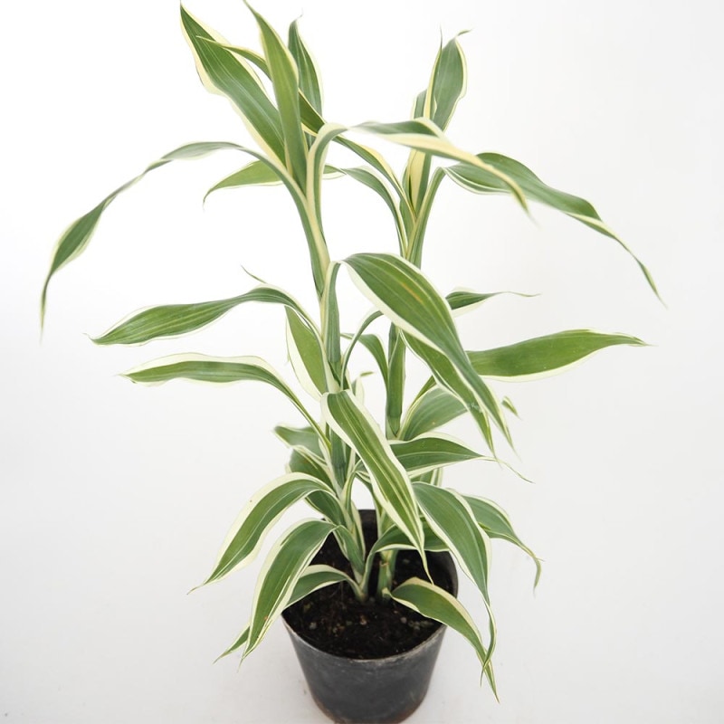 ミモザアカシア　/ 561 ミモザアカシア / 561