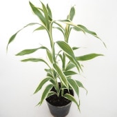 ドラセナ サンデリアーナ(白斑) 【観葉植物 3号】|観葉植物