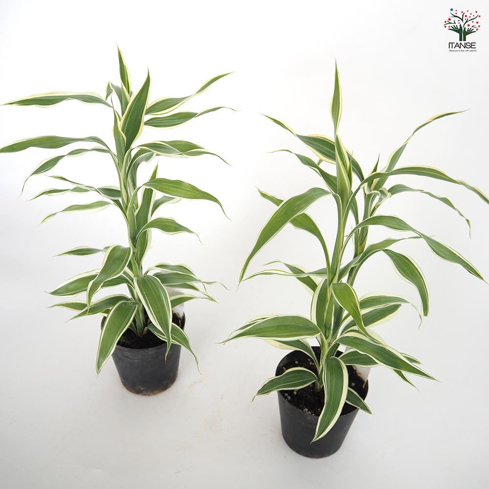 ドラセナ コンパクタ 白斑 中斑 現品販売】ドラセナコンパクタ 斑入り （中斑）2.5号 プラ鉢