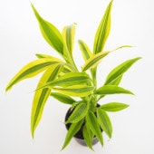 ドラセナ サンデリアーナ ゴールド 【観葉植物 3号】|観葉植物