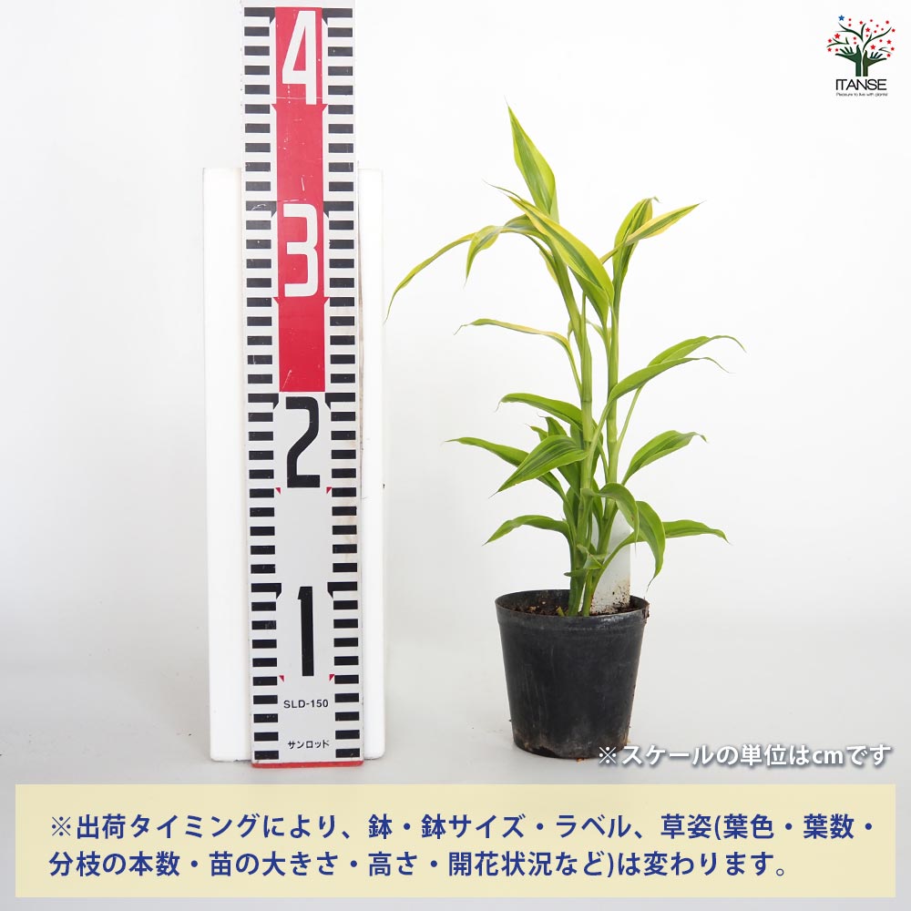 ドラセナ サンデリアーナ ゴールド 【観葉植物 3号】｜ 【植物の