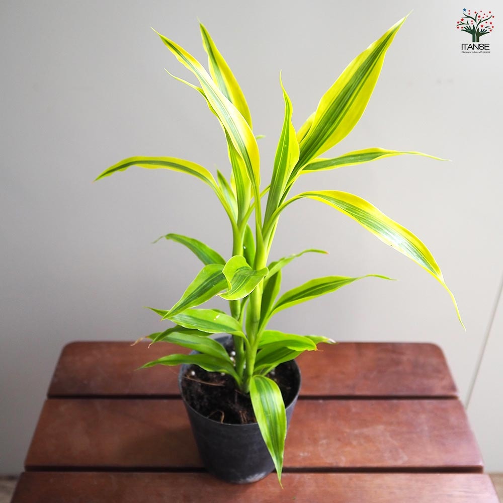 ドラセナ サンデリアーナ ゴールド 【観葉植物 3号】｜ 【植物の
