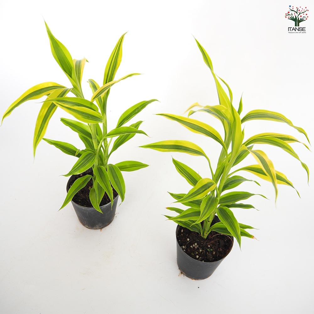 ドラセナ サンデリアーナ ゴールド 【観葉植物 3号】｜ 【植物の