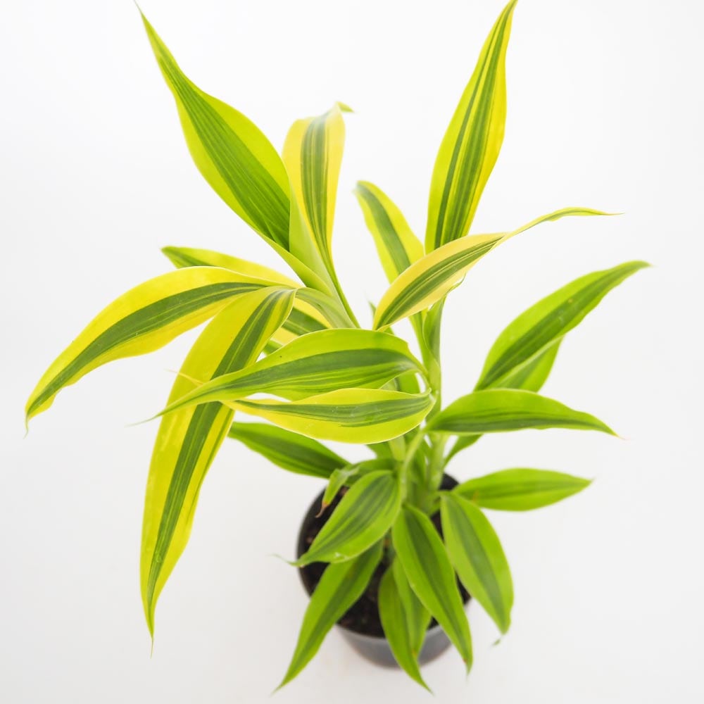 ドラセナ サンデリアーナ ゴールド 【観葉植物 3号】