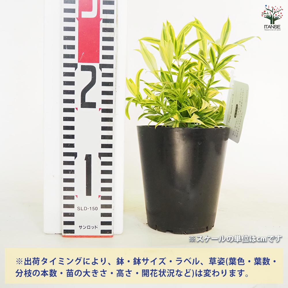 ドラセナ スルクロサ ファニータ 【観葉植物 4号】｜ 【植物の