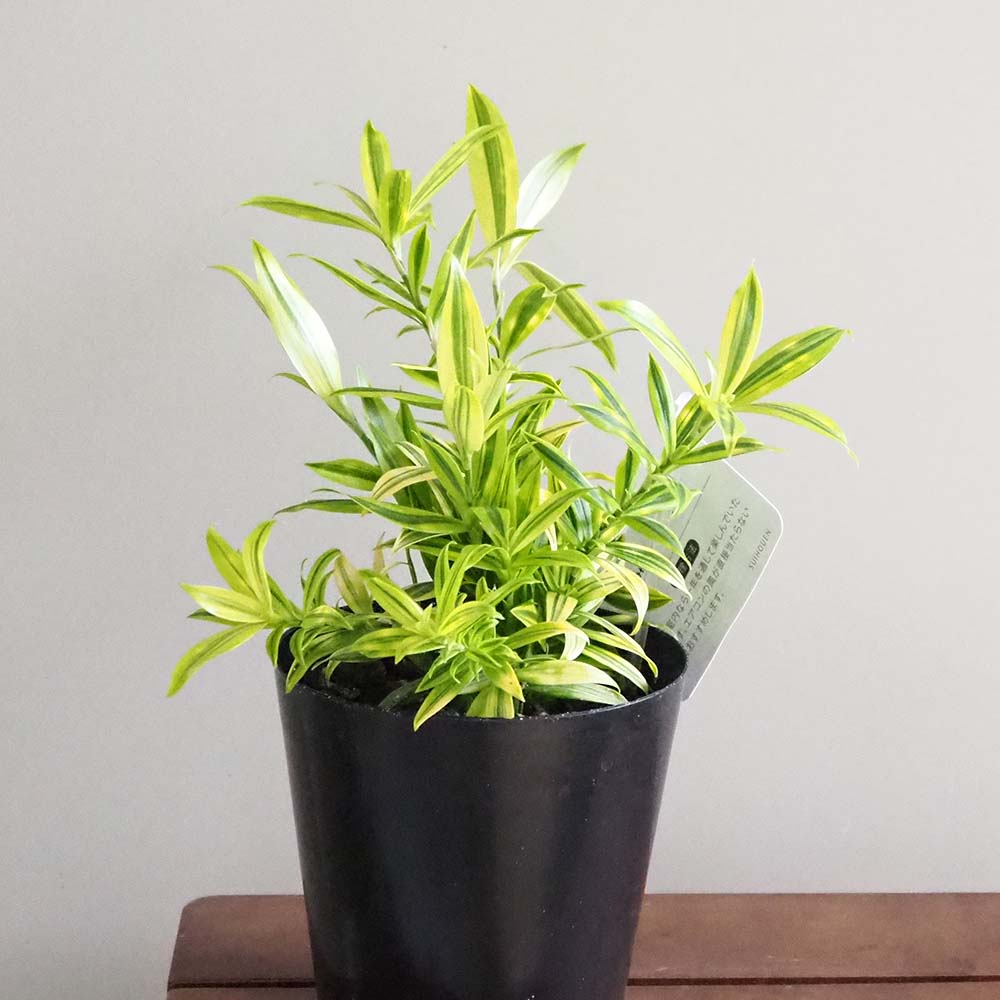 ドラセナ スルクロサ　ファニータ 【観葉植物 4号】