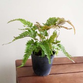 プテリス トリカラー 【観葉植物 3号】|観葉植物