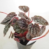 ペペロミア カペラータ バーガンディリップル 【観葉植物 3号】|観葉植物