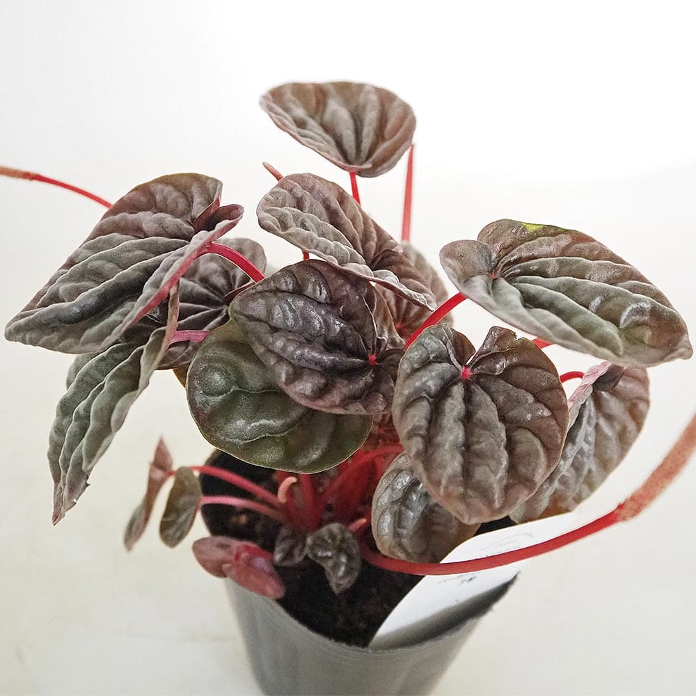 ペペロミア カペラータ バーガンディリップル 【観葉植物 3号】