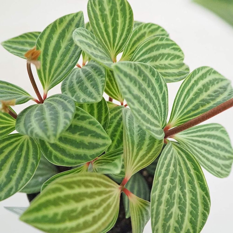 ペペロミア カペラータ 銀河 【観葉植物 3号】｜ 【植物のITANSE