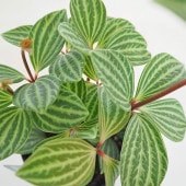 ペペロミア プテオラータ 【観葉植物 3号】|観葉植物