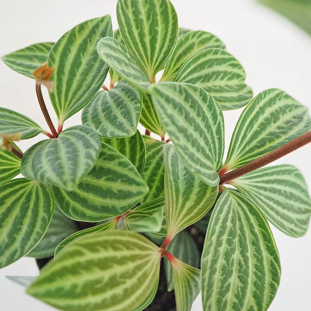 ペペロミア プテオラータ 【観葉植物 3号】